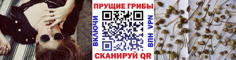 Галлюциногенные грибы GOLDEN TEACHER  Данков 